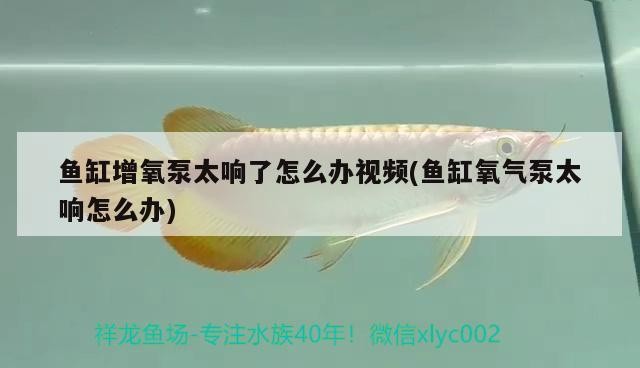 幫我看一下銀龍魚的照片英文怎么說(金龍魚的英文怎么讀)