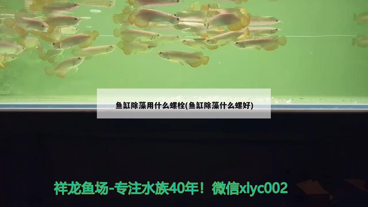 幫我看一下銀龍魚的照片英文怎么說(金龍魚的英文怎么讀)