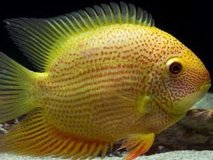 帝王虎斑菠蘿魚兇不兇