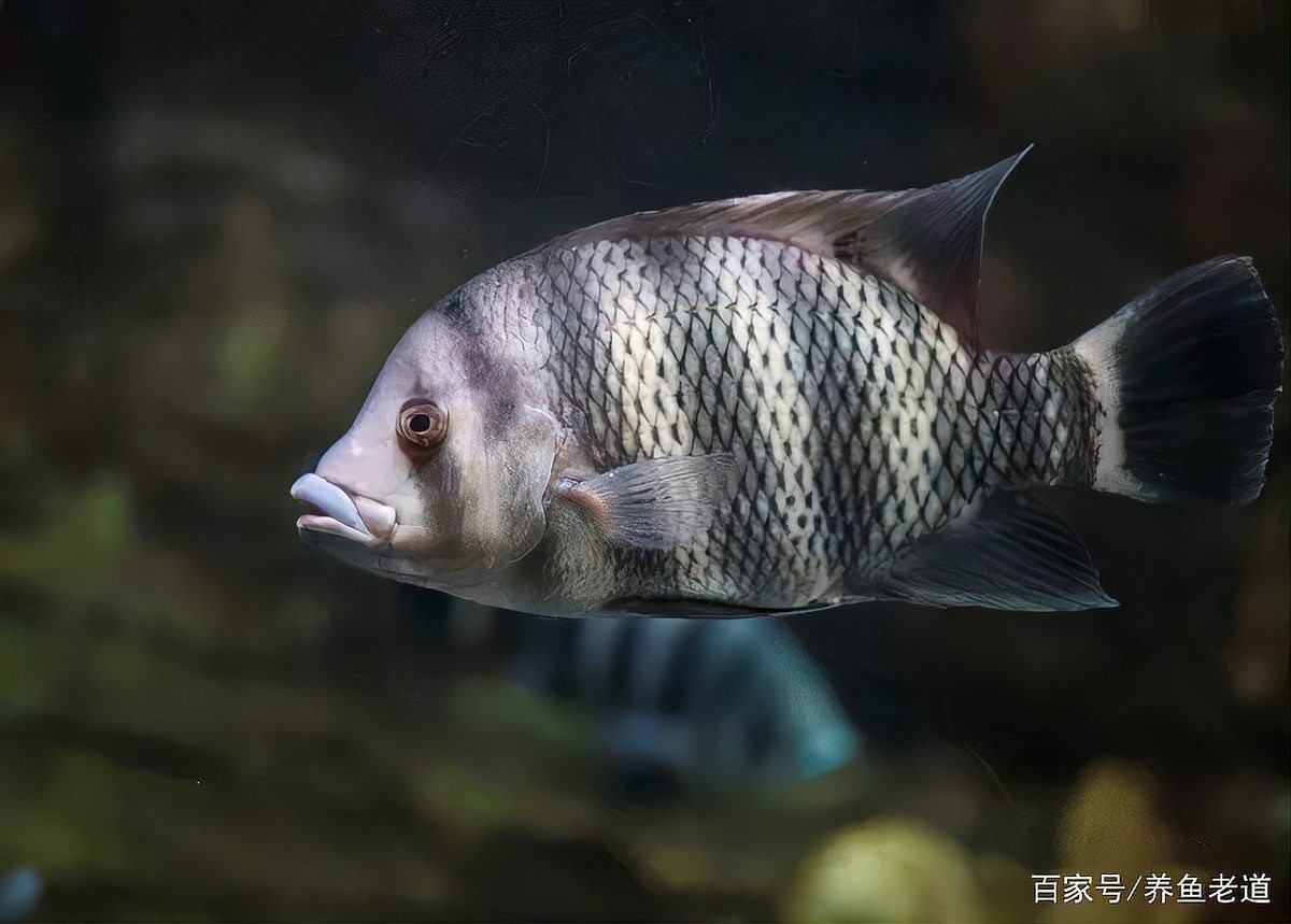 帝王虎斑菠蘿魚兇不兇