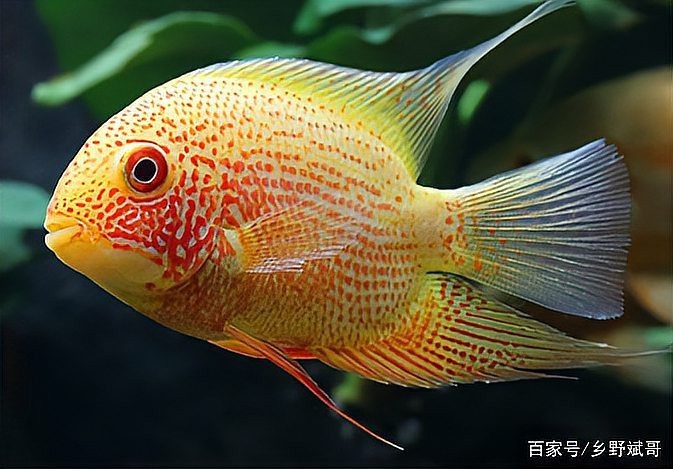 帝王虎斑菠蘿魚兇不兇