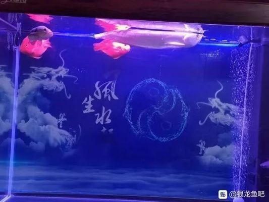 好看的銀龍魚：水中的寶石——銀龍魚