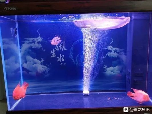好看的銀龍魚：水中的寶石——銀龍魚
