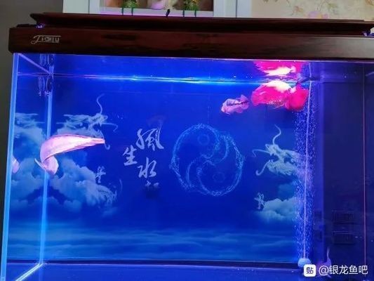 好看的銀龍魚：水中的寶石——銀龍魚
