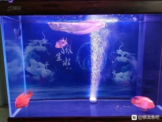 好看的銀龍魚：水中的寶石——銀龍魚