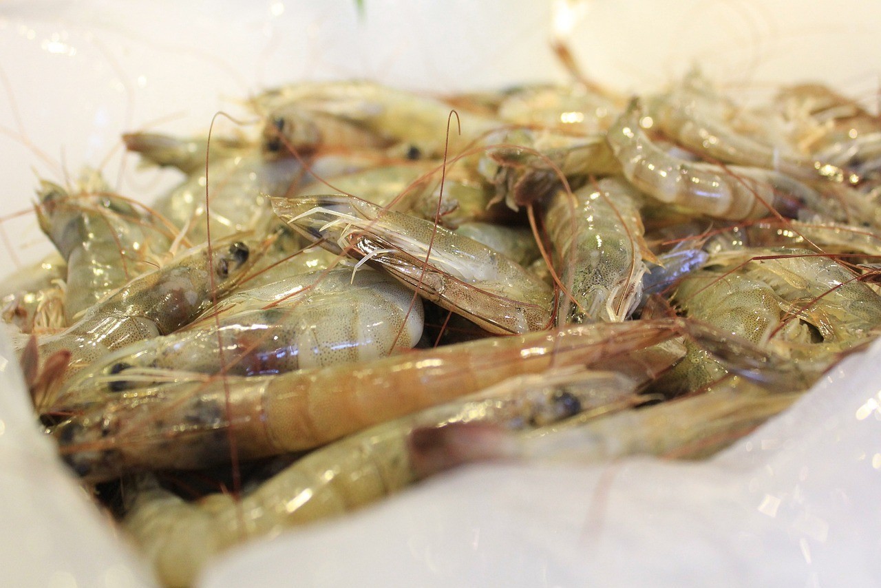 白銀龍魚吃什么長的快(金龍魚吃什么長的快) 銀龍魚百科 第1張 白銀龍魚吃什么長的快(金龍魚吃什么長的快) 白銀龍魚吃什么長的快(金龍魚吃什么長的快) 銀龍魚百科 第1張