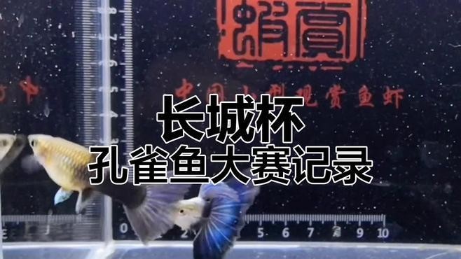 長城杯觀賞魚比賽獲獎名單