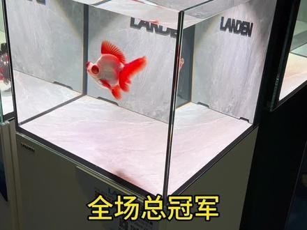 長城杯觀賞魚比賽獲獎名單