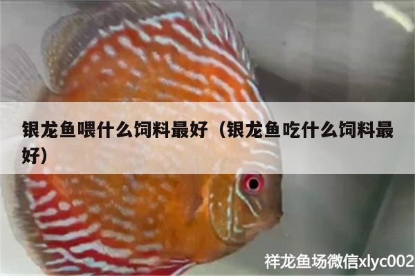銀龍魚喂什么飼料最好（銀龍魚吃什么飼料最好）