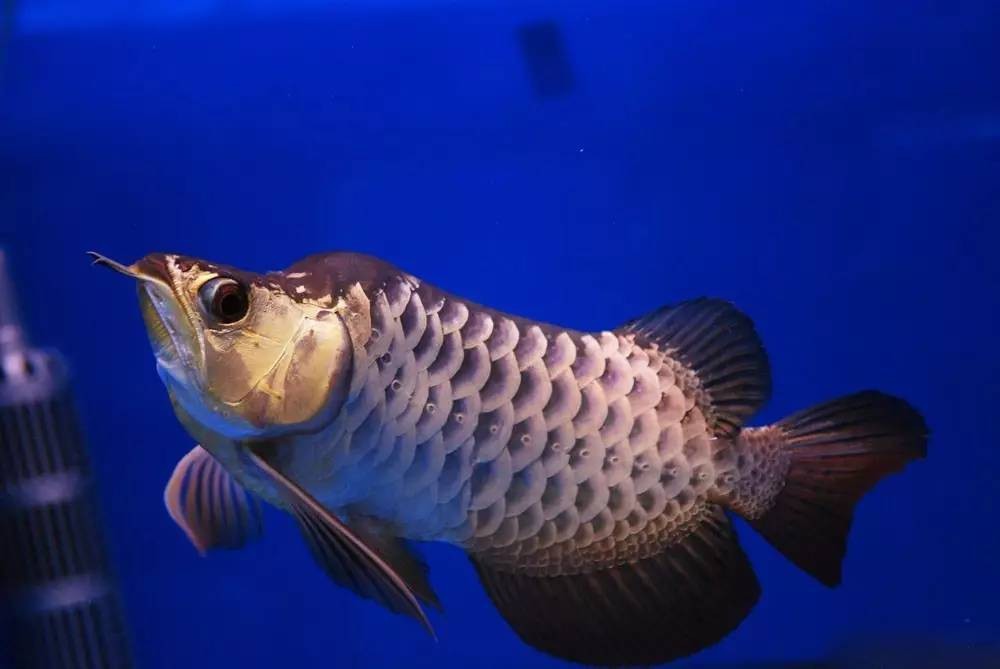 福龍龍魚(yú)圖片高清大圖欣賞