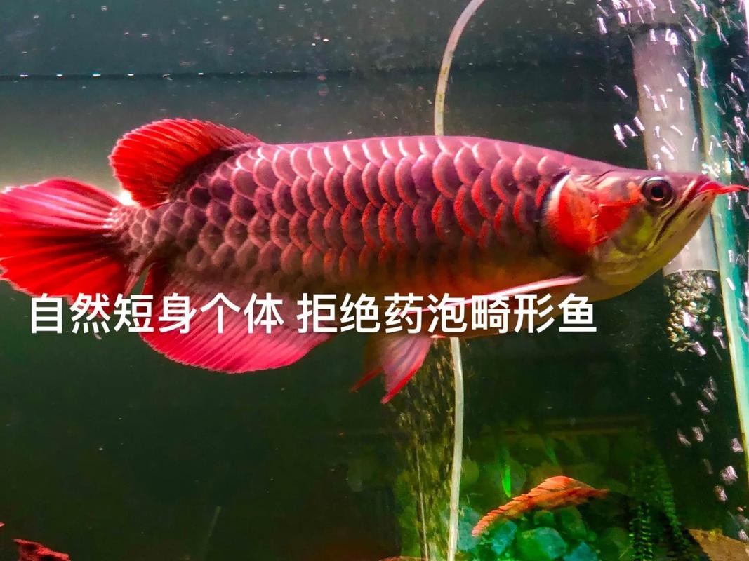 福龍龍魚(yú)圖片高清大圖欣賞