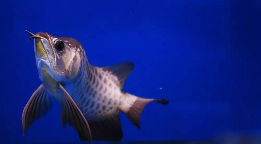 福龍龍魚(yú)圖片高清大圖欣賞