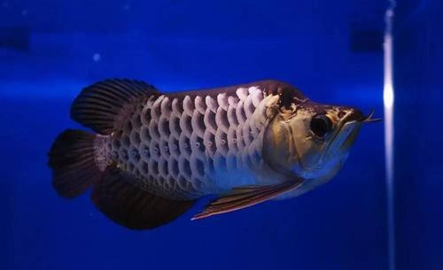 福龍龍魚(yú)圖片高清大圖欣賞