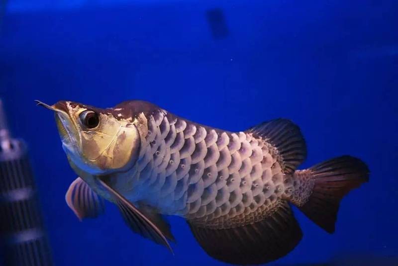 福龍龍魚(yú)圖片高清大圖欣賞
