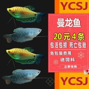 小龍魚作文：小龍魚作文：小龍魚的外形和生活習(xí)性