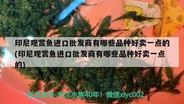 紅古海石灣海洋水產(chǎn)品店 紅古海石灣海洋水產(chǎn)品店 全國水族館企業(yè)名錄 第2張