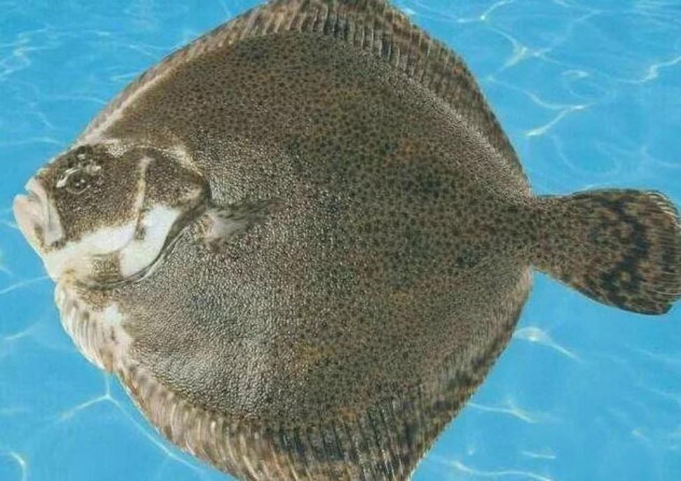 多寶魚長啥樣圖片
