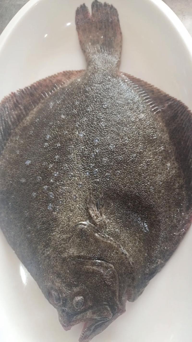 多寶魚長啥樣圖片