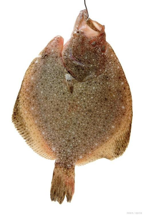 多寶魚長啥樣圖片