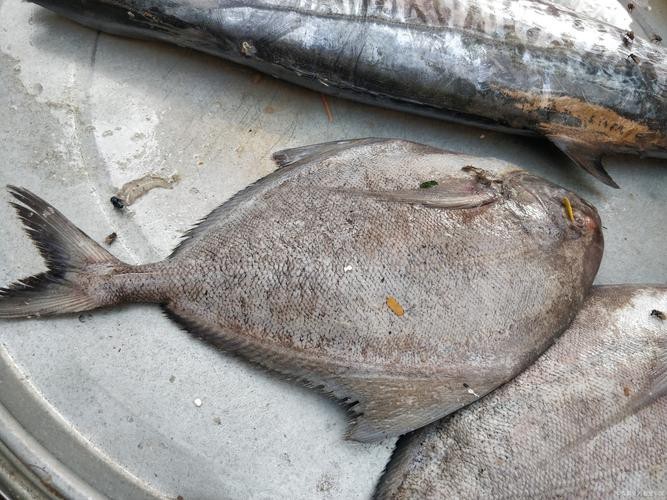 多寶魚長啥樣圖片