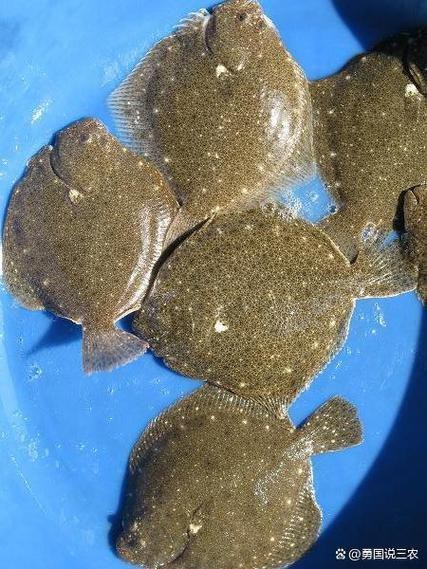 多寶魚長啥樣圖片