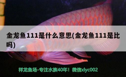 銀龍魚吃食就吐出來怎么回事（銀龍魚吃食就吐出來怎么回事兒） 銀龍魚吃食就吐出來怎么回事（銀龍魚吃食就吐出來怎么回事兒） 銀龍魚百科 第1張