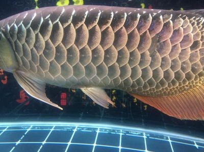 水鴨1.8米龍缸過濾曹簡易版的