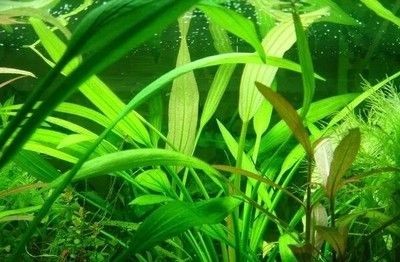 魚缸水草選擇與搭配指南：魚缸水草的選擇與搭配