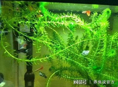 魚缸水草選擇與搭配指南：魚缸水草的選擇與搭配