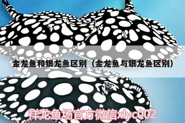 金龍魚和銀龍魚區別（金龍魚與銀龍魚區別）