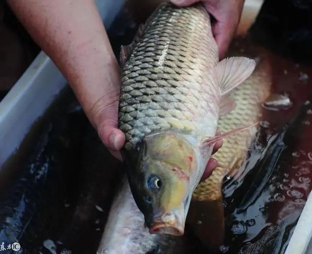 逛魚圖片大全
