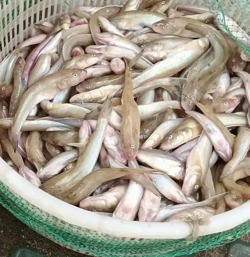逛魚圖片大全
