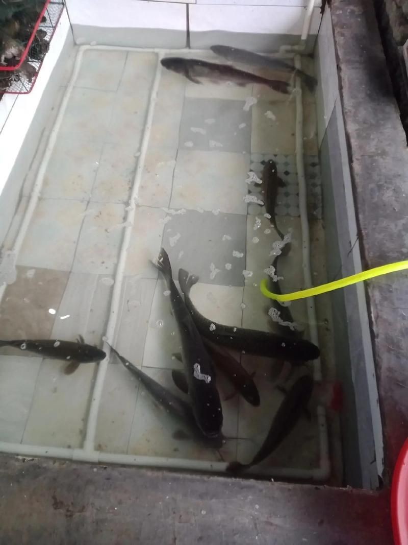 逛魚圖片大全