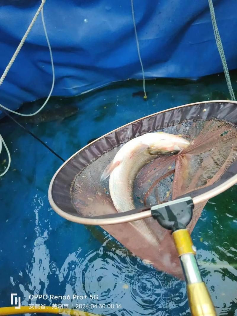 逛魚圖片大全
