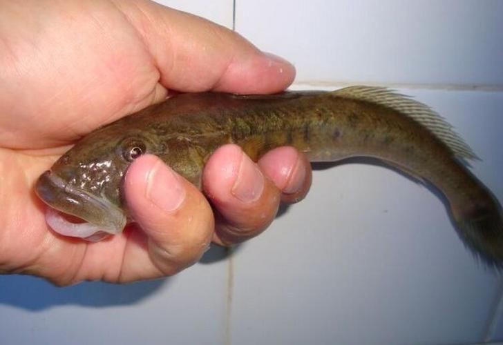 逛魚圖片大全