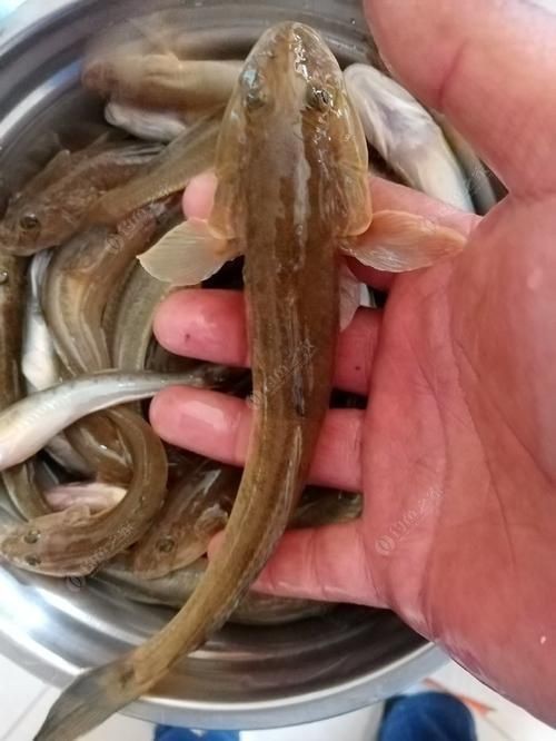 逛魚圖片大全