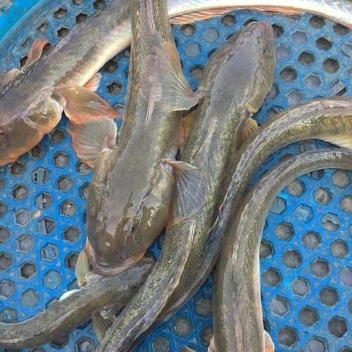 逛魚圖片大全