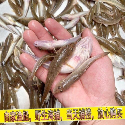 逛魚圖片大全