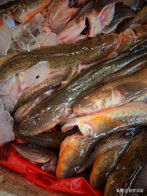 逛魚圖片大全