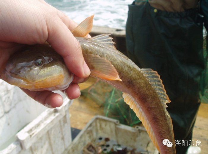逛魚圖片大全