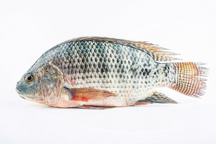 福壽魚好吃嗎