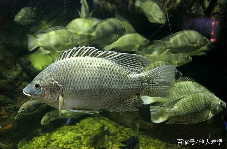 福壽魚好吃嗎