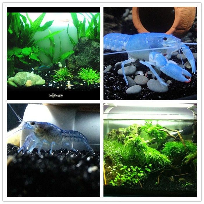 魚(yú)缸底砂選擇技巧：魚(yú)缸底砂的選擇與維護(hù)
