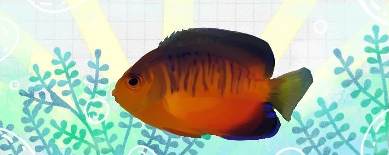 佳寶魚缸哪里產的好：佳寶魚缸怎么樣