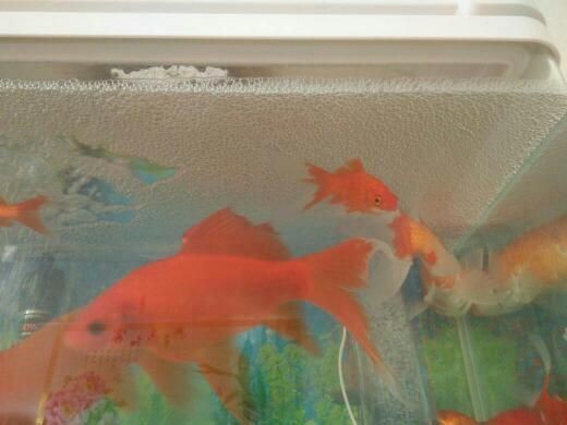 才換的水,為什么魚(yú)缸水總變渾濁