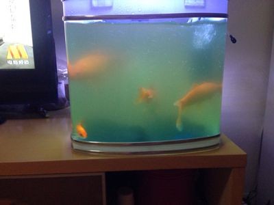 才換的水,為什么魚(yú)缸水總變渾濁