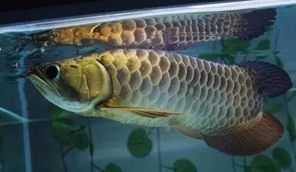 龍魚過背怎么看公母，龍魚怎么看公母