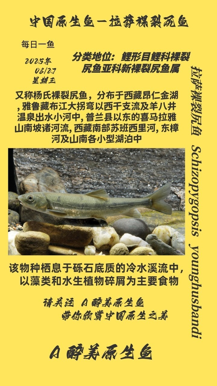 拉薩裸裂尻魚