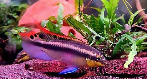 紅肚鳳凰魚和什么魚可混養？