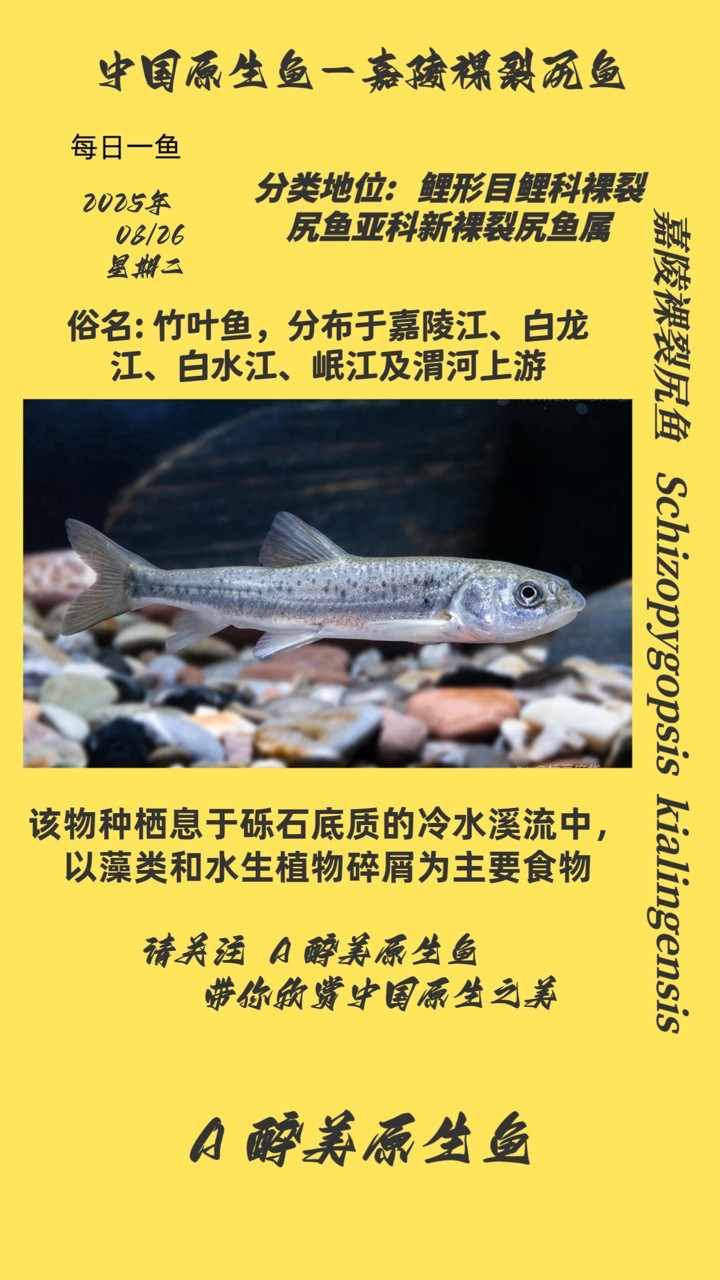魚缸造景石可以增加水族箱造景的層次感，給人一種錯落有致的美好感覺：魚缸底部鋪上石頭，但是這種情況一般不好清理 魚缸造景石可以增加水族箱造景的層次感，給人一種錯落有致的美好感覺：魚缸底部鋪上石頭，但是這種情況一般不好清理 魚缸百科